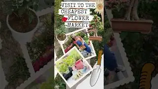 Visiting the cheapest flower market #shorts #flowers #plants #gardening #diy