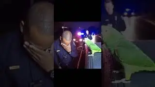 Street Parrot Roasts the Police with Facts, Not Fear