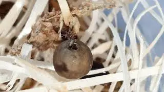 Deinopis sp. Nigeria Hatching.