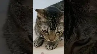ack nom nom 🤣 #shorts #cat #bite #gnaw #catvideos