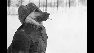 Odd Photos from World War II, 1939-1945