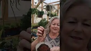 Planting Monkey Tail Cacti