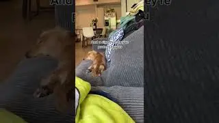It's the tail wagging for me 😂