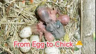 From the first egg to the eighth 🥚 and one, two, three chicks 🐣