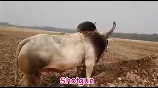 Khan Jafor Shotgun Village Amkuna asir gonj Bazar Golapgonj Sylhet Bangladesh