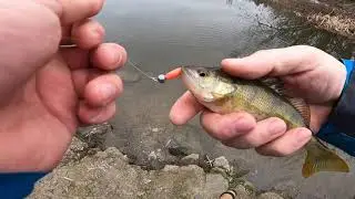 UltraLight Sügér pergetés / UltraLight perch fishing