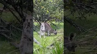 #melbournepark #melbournesights #melbournewalks #nature #멜버른 #wildlife