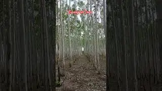 Eucalyptus Trees Siddipet #eucalyptustrees
