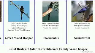 List of Birds of Order Bucerotiformes Family Wood hoopoe Scimitar-bill Violet Hickory Lebowitz Dan
