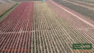 Economic Cooperative - Season 2022/2023 - Rose Plants Nurseries
