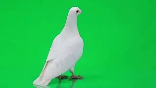 Green Screen: Sitting Pigeon  |  Chroma Key Full 1080p HD