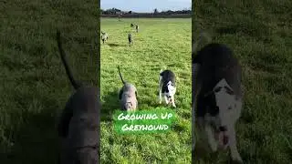 Irish Greyhounds