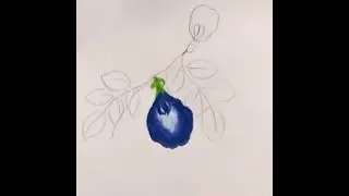 Very easy Butterfly pea flower drawing || Nilkantha /Aparajita flower drawing || #shorts