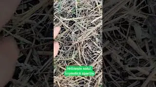 🌱 Mulciul &ndash; secretul unui sol viu și sănătos