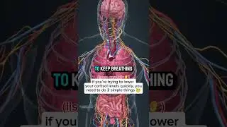 Wanna Lower High Cortisol? Just Do These 2 Simple Things 😮&zwj;💨