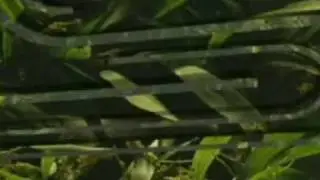 Damiak - Iron G