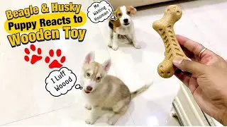 Wooden Toy | Beagle & Husky Puppy Reaction | Why its Amazing ?