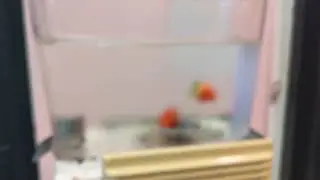 strawberry1