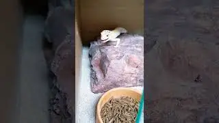 cute leopard gecko hunting!! #shorts #youtubeshorts #animals #reptiles #gecko #amazing