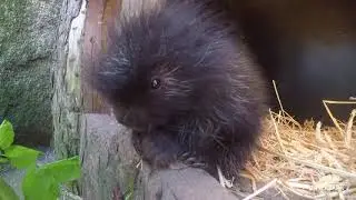 Baumstachler-Nachwuchs im Tierpark Berlin - New World porcupine offspring at Tierpark Berlin
