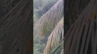 #funny #kokil #bd  #happyme #happy #nature  #garden #bd.@highlights.py