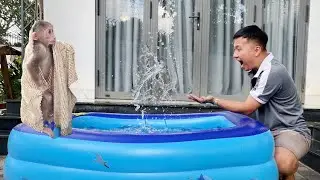 Monkey Cubis Pool Adventure Will Make You Laugh!😂