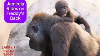 Детеныш гориллы — Джамила и Кунда вместе #1 #clevelandmetroparkszoo