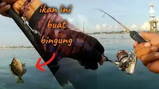 Di buat bingung sama ikan 1 ini #fishing #mancing #spotmancingdibali #mancingmaniabali