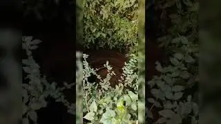 ഒരു നായ റെസ്ക്യു അപാരത  //  dog rescue is a big deal.