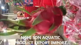 DRAGON FRUIT PACKING- Nghi Son Aquatic Product Export Import Co., LTD