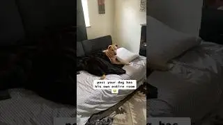 His dog has his own bedroom 😂
