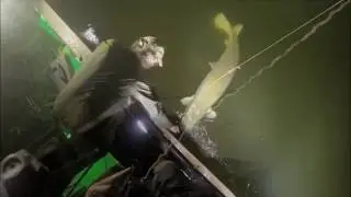 Bowfishing Alligator Gar