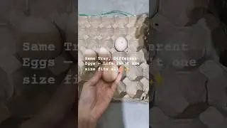 Same Tray, Different Eggs &mdash; 🥚✨Life Isn&rsquo;t One-Size-Fits-All