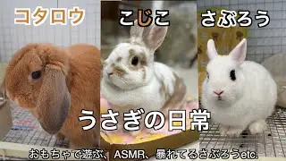 【#33うさぎの日常🐰】おもちゃで遊ぶ|ASMR|暴れているさぶろうなどの動画特集🎥