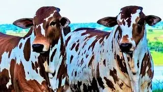 Почему скот породы Неллоре (Онголе) ценится за пригодность для тропического климата