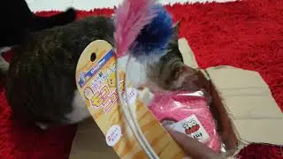Endorsed by Dipa Cat. Terima Kasih DIPA CAT!