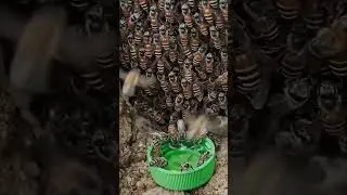 Honey bees🐝🐝🐝 discover 