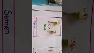 dissection of rose flower 🌹🌹
