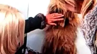 Celebrity Bedlam Dog
