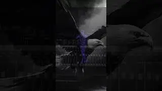 Shadow Groove