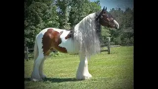 LAUGHING HORSE FARMS GYPSY HORSES &bull; ALABAMA