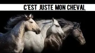 TEXTE/ C'est juste mon cheval