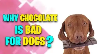 Why Chocolate is Bad for Dogs?
