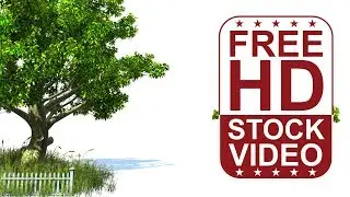 Free Stock Videos &ndash; American beech ree and grass 3D animation