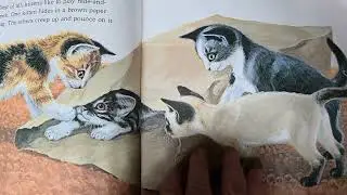Kittens Are Like That by Jan Pfloog read aloud