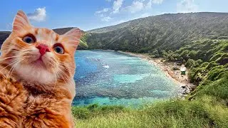 (N̶o̶t̶ A Horror Game) Relaxing On Sunset Beach!!