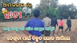 ହାତୀ ଦେଖିବା ପାଇଁ ଯାଇ ବରହା ସହ ହେମୁଡା ହେମୁଡ଼ି🐗🐘😰//Elephant and JungleBarha🐘🐗//Odia Vlog #villagevlogger