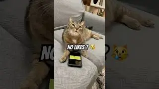 POV: Your Cat Checks for Likes Too 😹📱#cat, #funnycat  #cutecat  #shorts #viral #memes