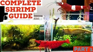 Cherry Shrimp Care | Best Beginner Shrimp | Tips On Keeping Caridina & Neocaridina Shrimp In Hindi