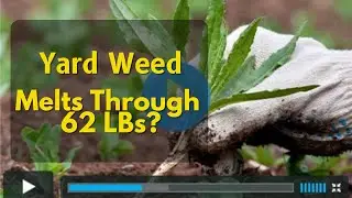 How To Lose Weight Without Exercise | Yard Weed Melts Through 62 LBs?